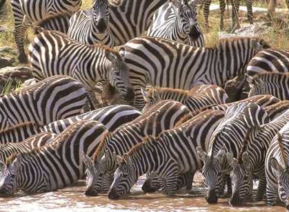 Masai Mara